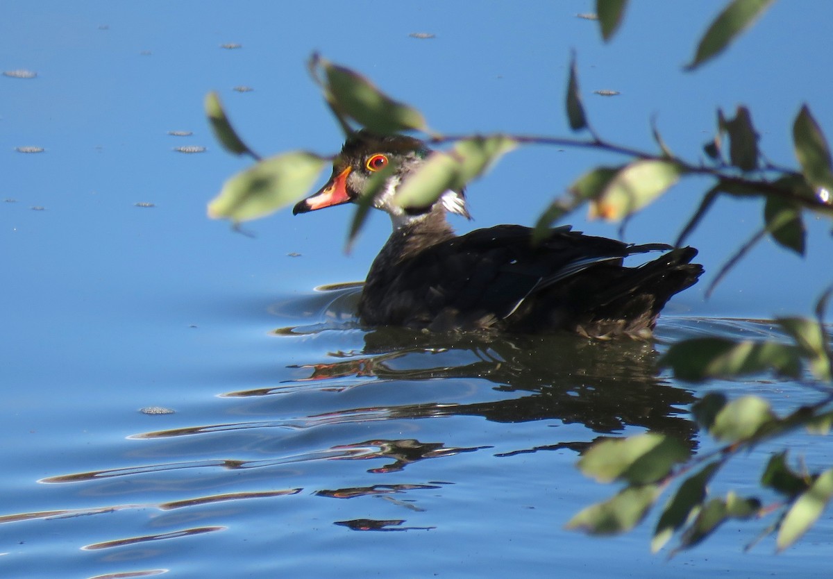 Wood Duck - ML36024911