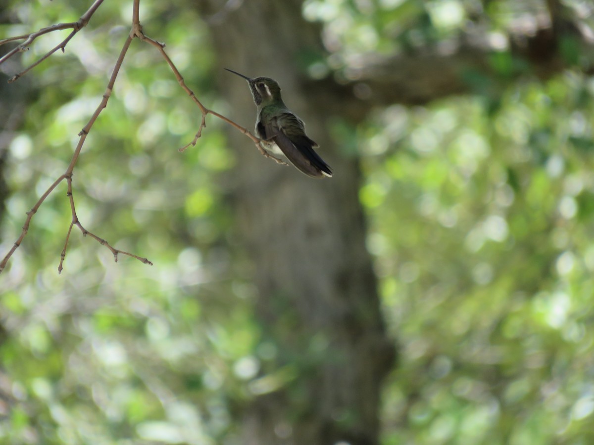 kolibřík blankytohrdlý - ML360250391