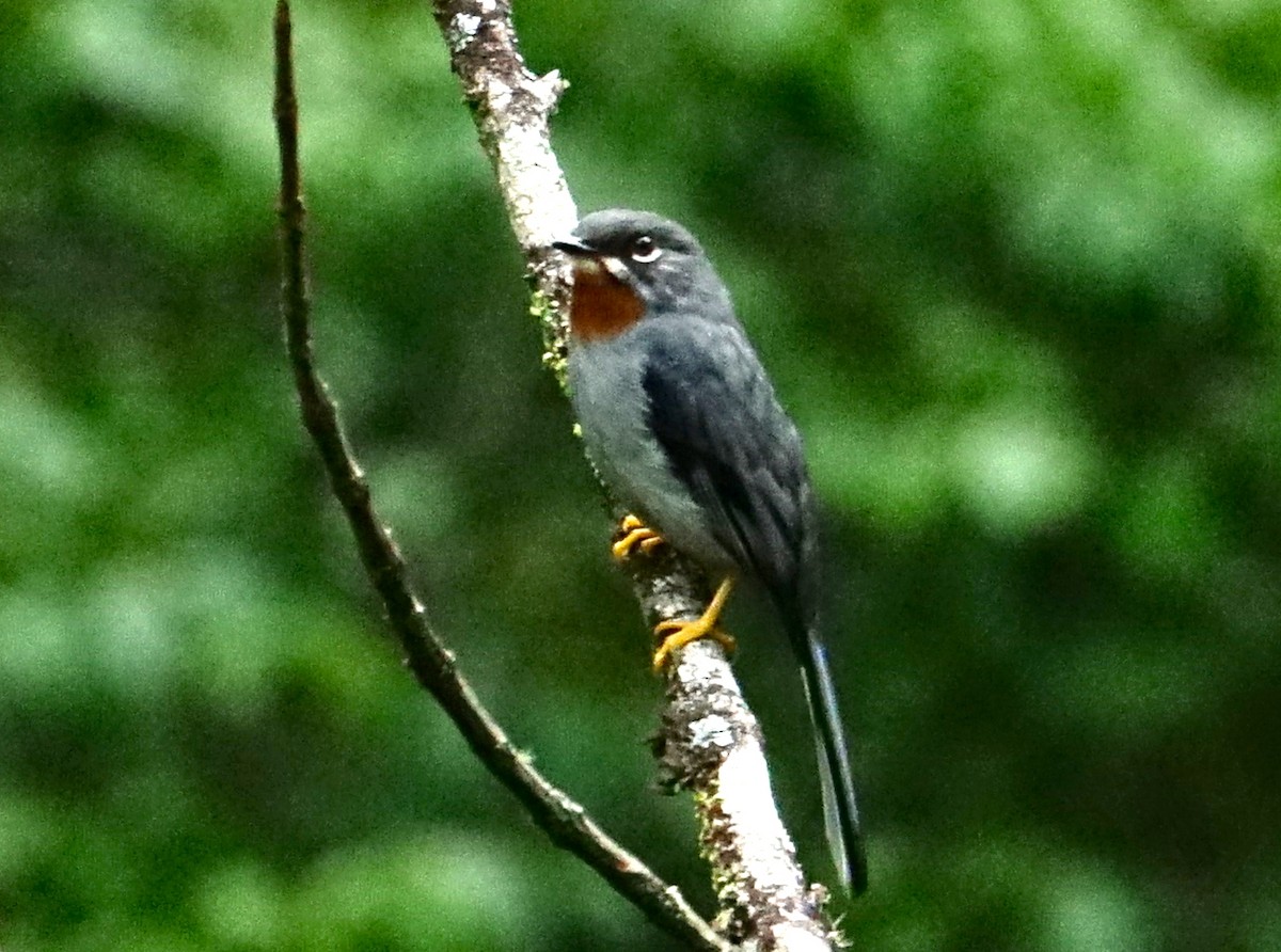 Rufous-throated Solitaire - Thomas Jackman