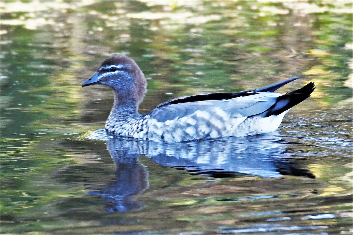 Maned Duck - ML360253641