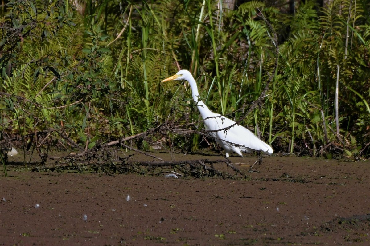 Plumed Egret - ML360253781