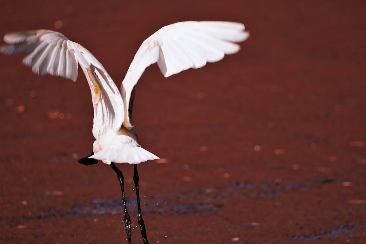 Royal Spoonbill - Trevor Ross