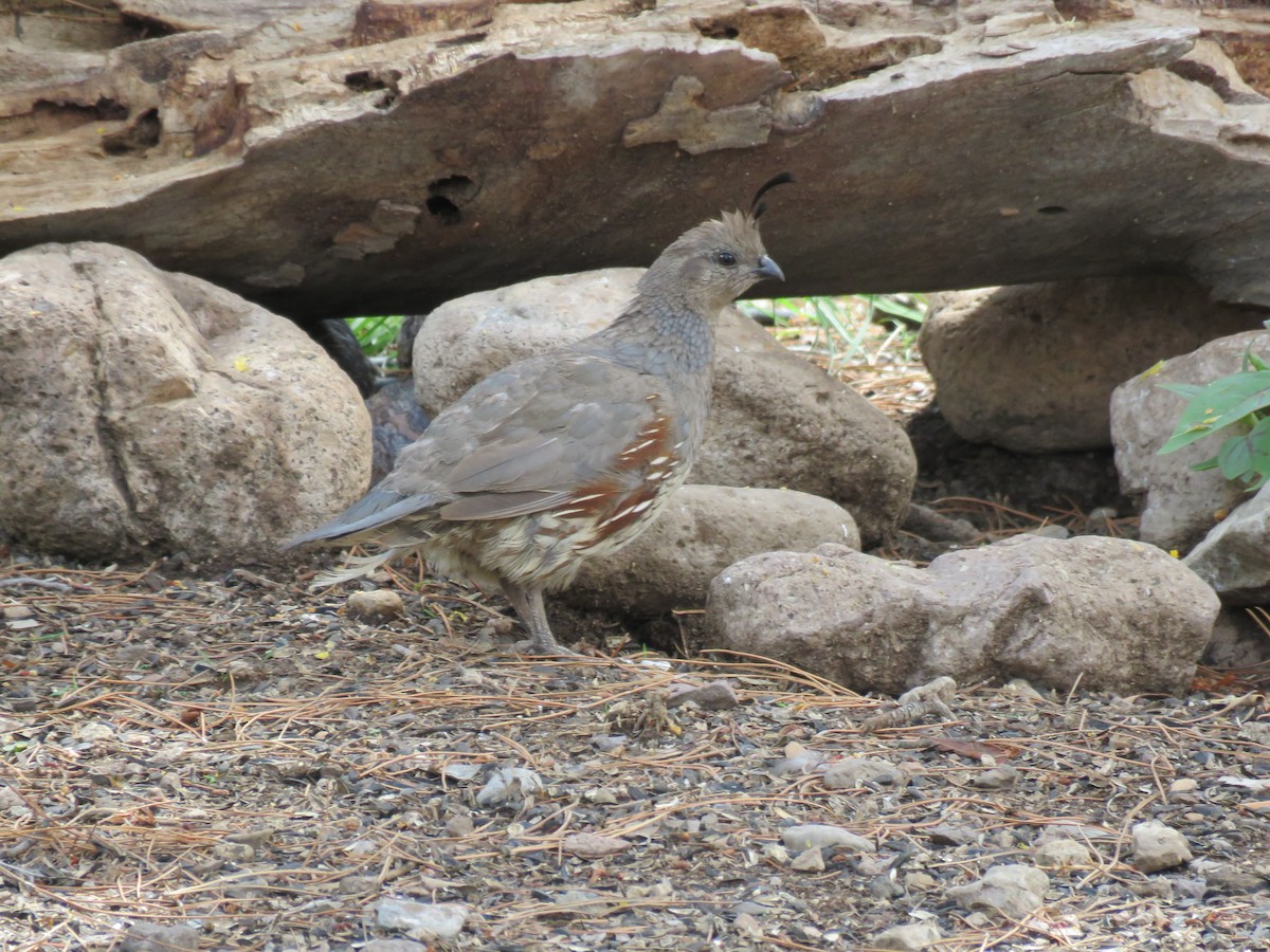 Gambel's Quail - Austin Jones