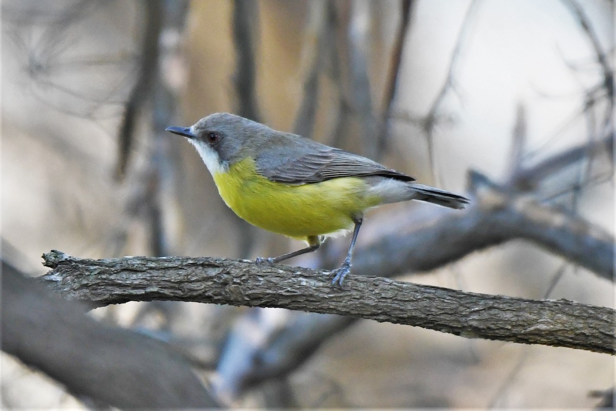 White-throated Gerygone - ML360254011