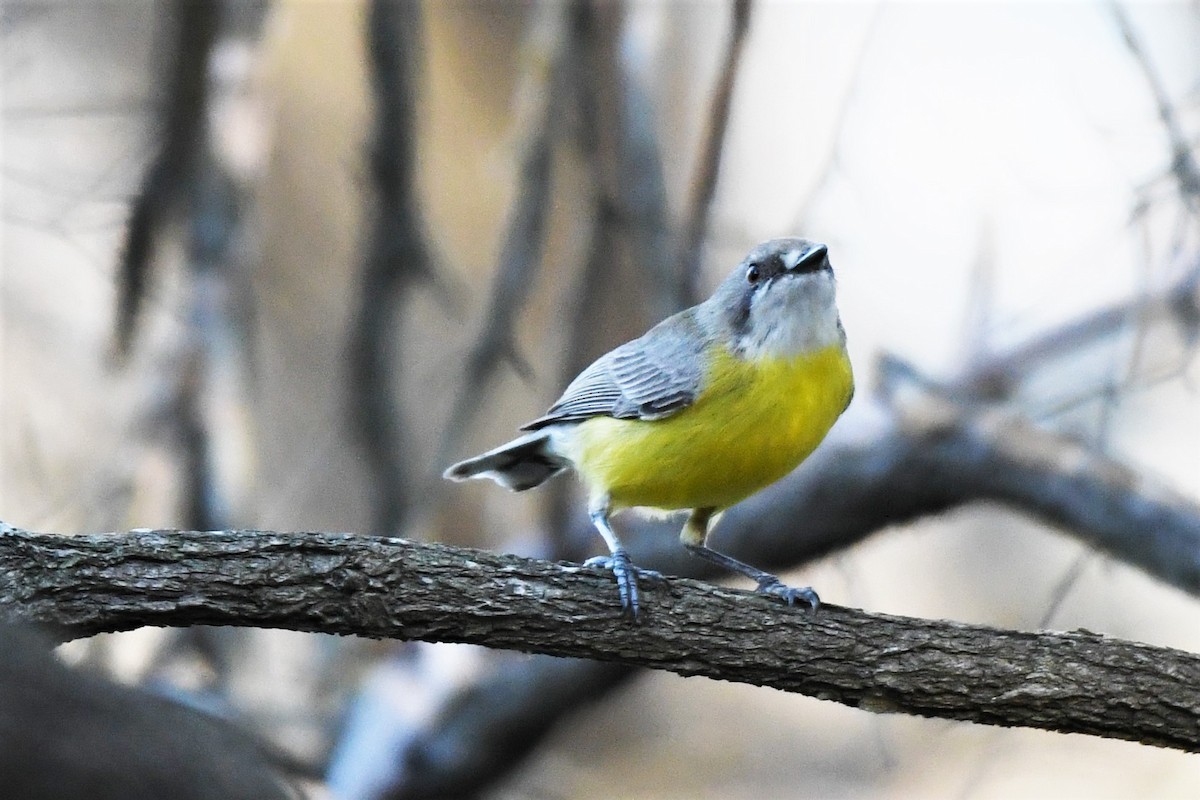 White-throated Gerygone - ML360254031