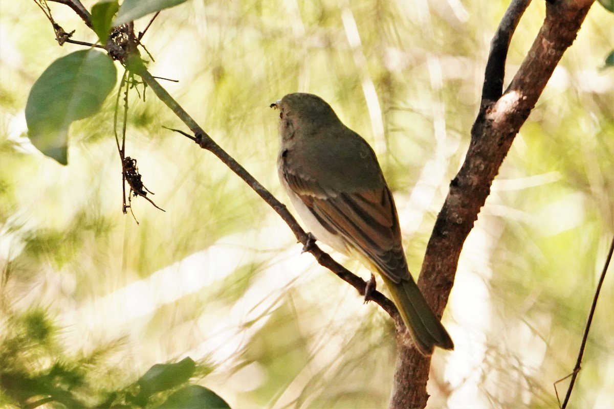 Golden Whistler - ML360254061