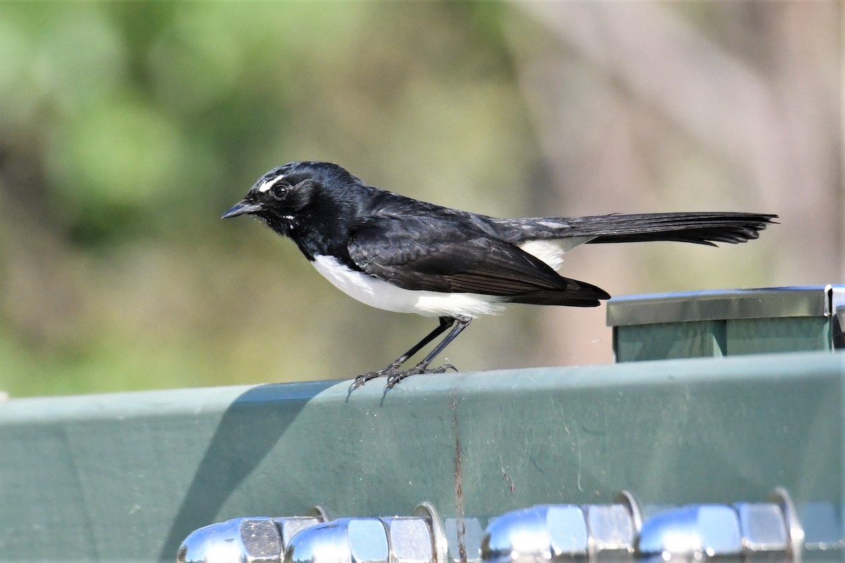 Willie-wagtail - ML360254101