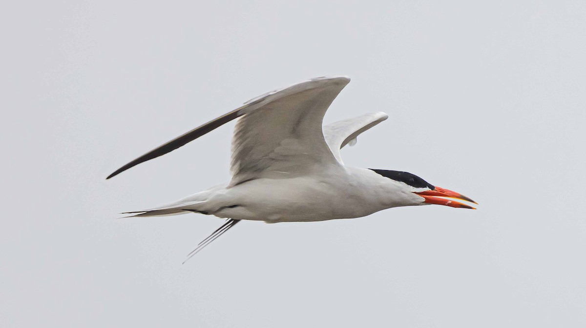 Caspian Tern - Jeffrey Barnum