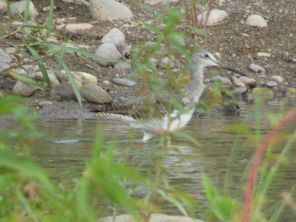 Greater Yellowlegs - Cenaida Moncada