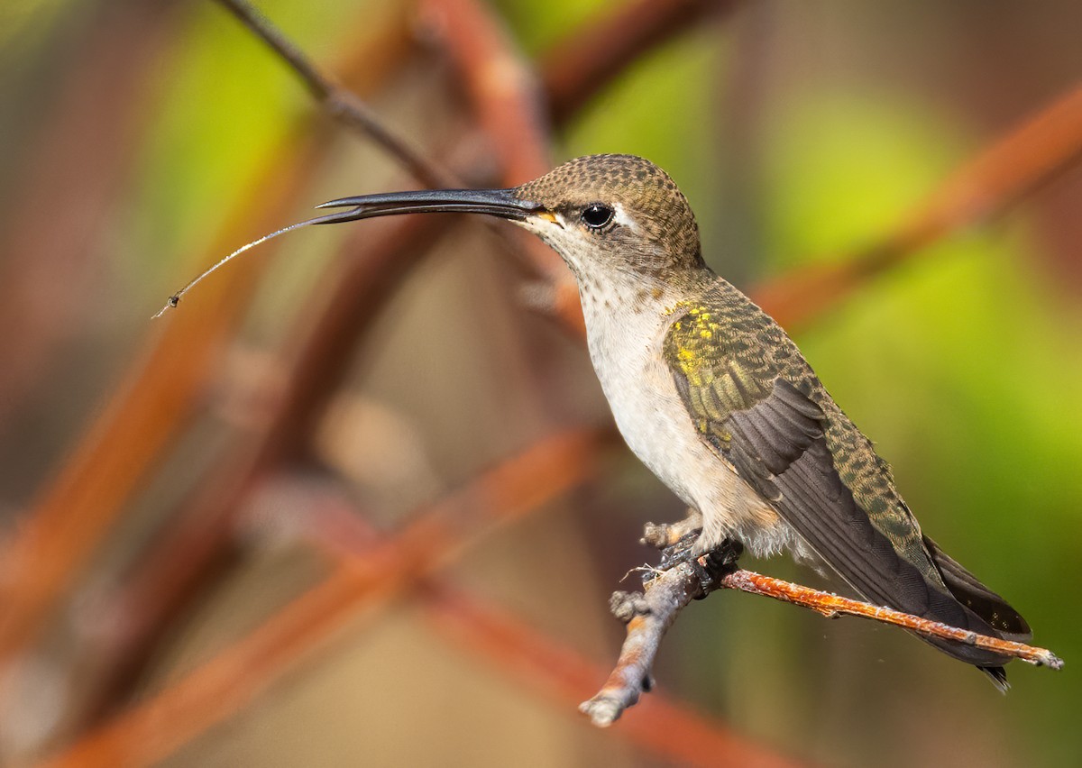 Black-chinned Hummingbird - Caroline Lambert