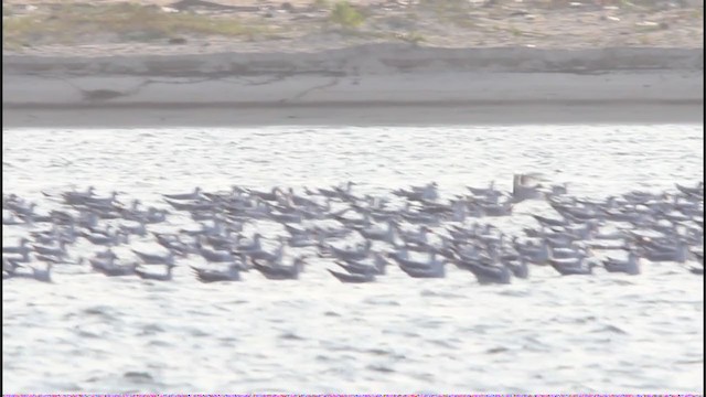 Lesser Black-backed Gull - ML360256801