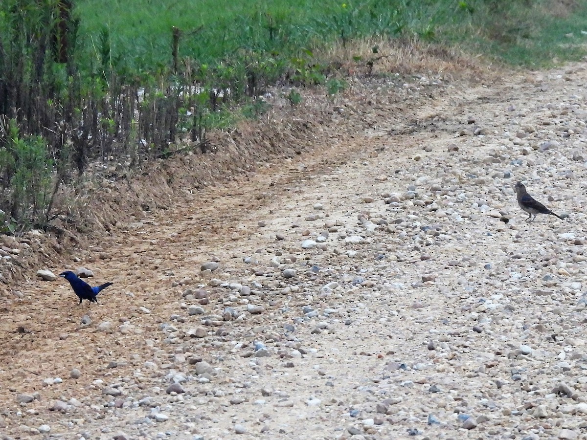 Blue Grosbeak - James Jarosz