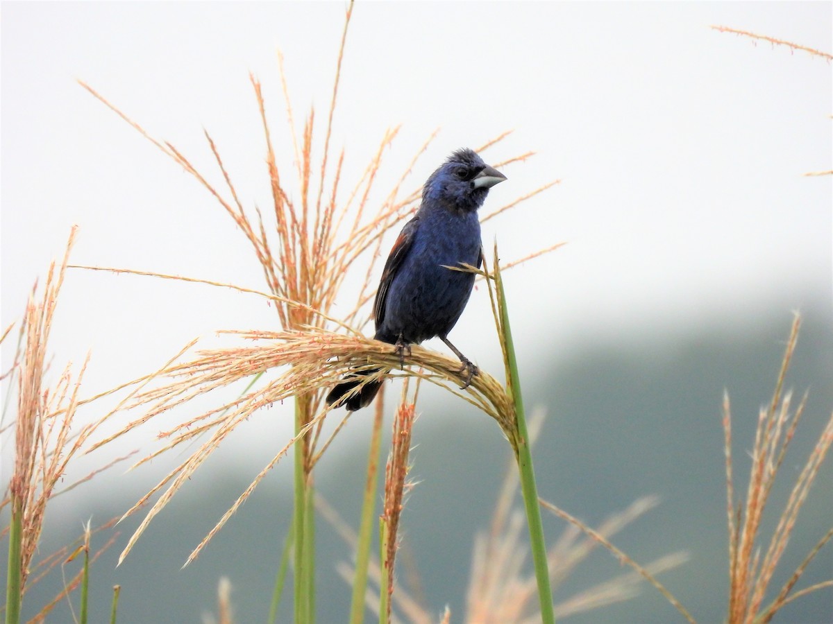 Blue Grosbeak - James Jarosz