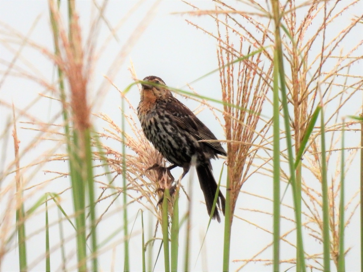 Red-winged Blackbird - ML360257721