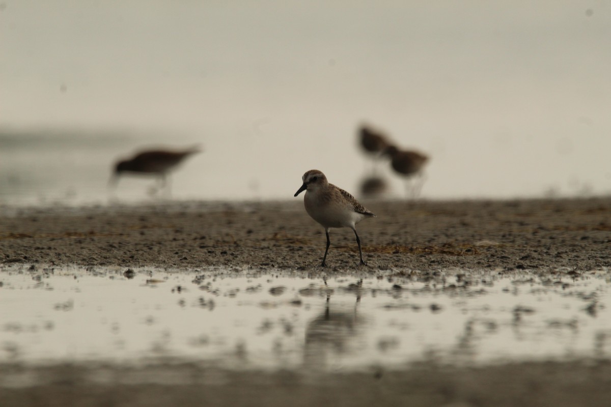 Semipalmated Sandpiper - ML360258951