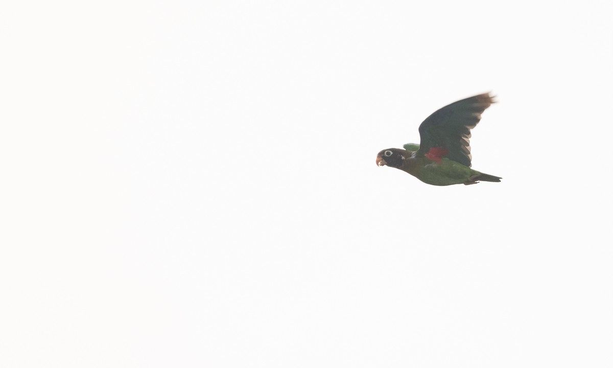 Brown-hooded Parrot - ML360262831