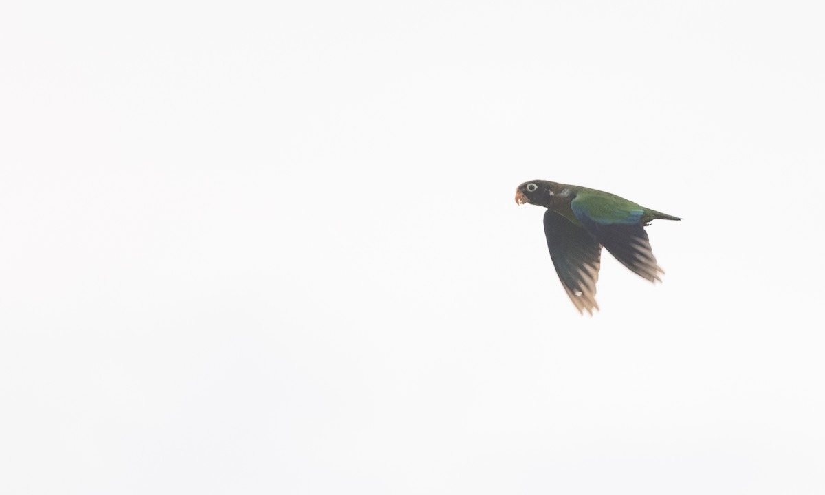 Brown-hooded Parrot - ML360262841