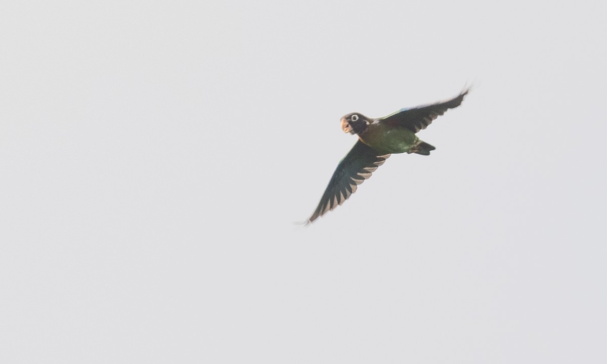 Brown-hooded Parrot - ML360262861