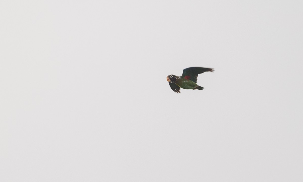 Brown-hooded Parrot - ML360262871