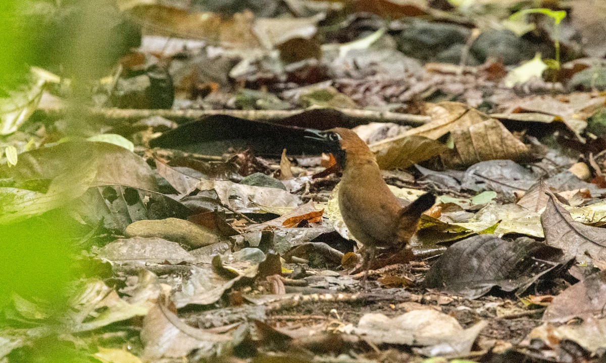 Black-faced Antthrush (Central American) - Paul Fenwick