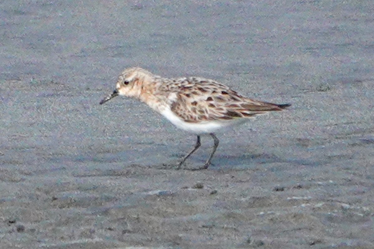 Red-necked Stint - ML360265261