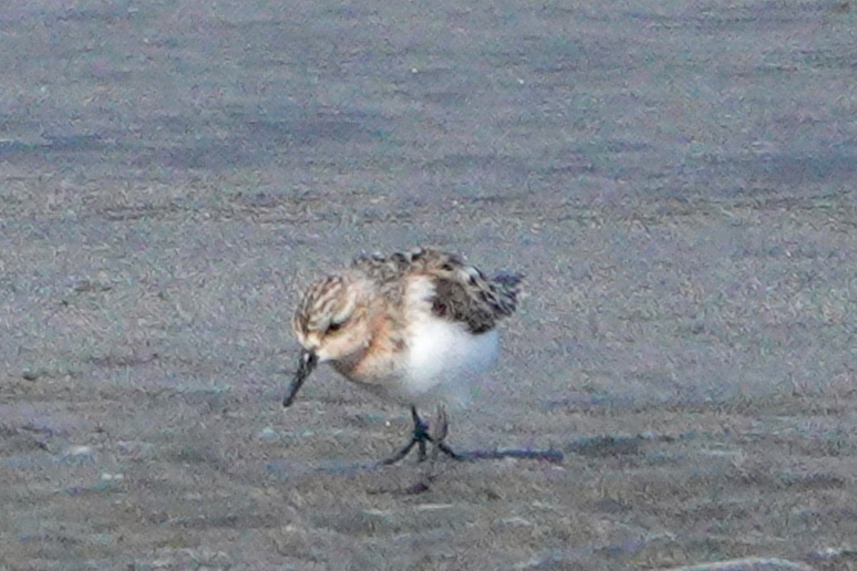 Rotkehl-Strandläufer - ML360265271