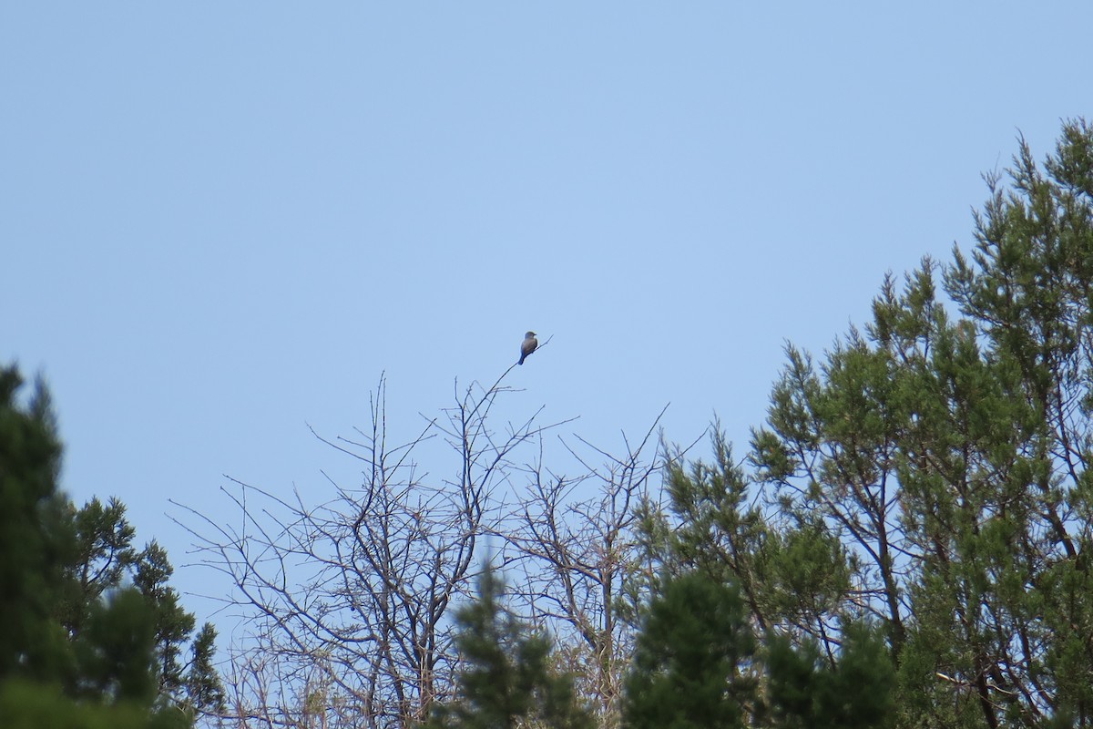 Cassin's Kingbird - ML360265291