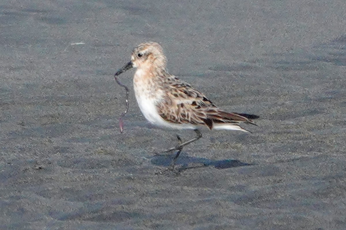 Rotkehl-Strandläufer - ML360265301