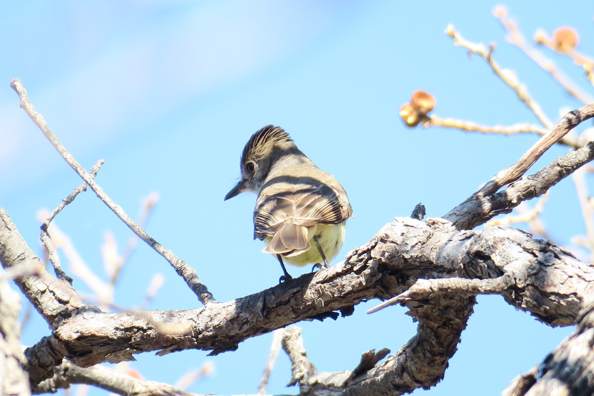 Dusky-capped Flycatcher - Rishi Palit