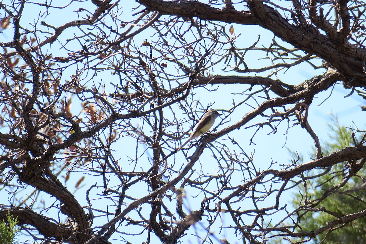 Dusky-capped Flycatcher - Rishi Palit