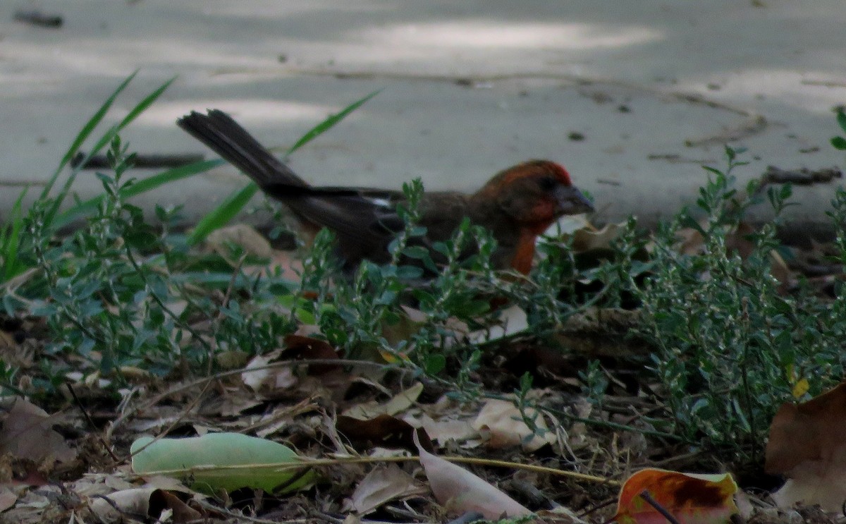 House Finch - ML360268001