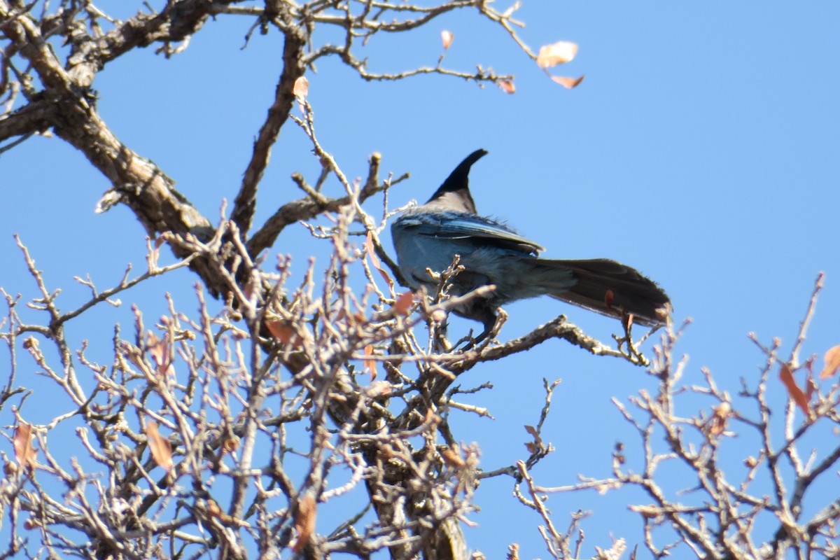 Steller's Jay - ML360268031