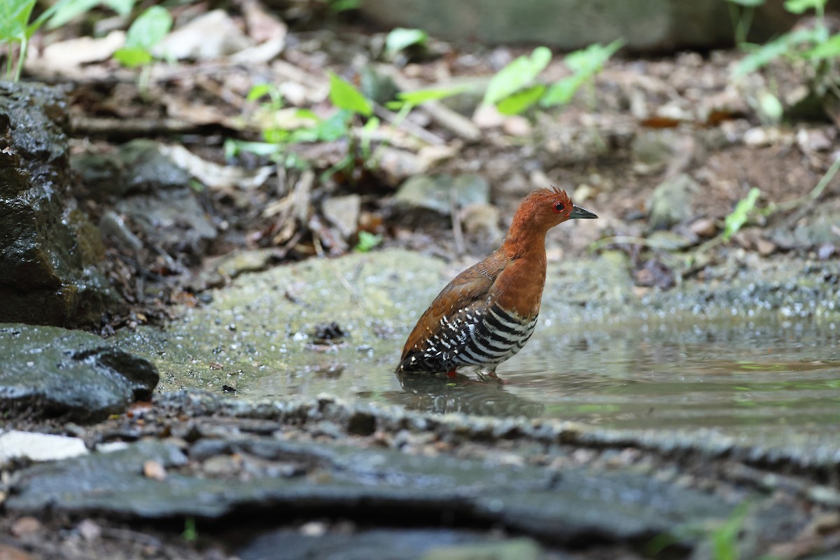 Red-legged Crake - ML360268361