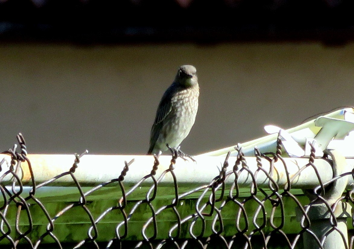 Western Bluebird - ML360268881