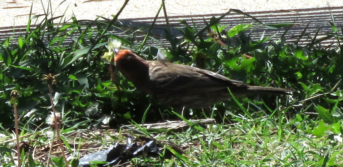 House Finch - ML360268951