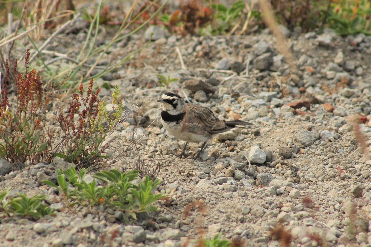 Horned Lark - ML360268961