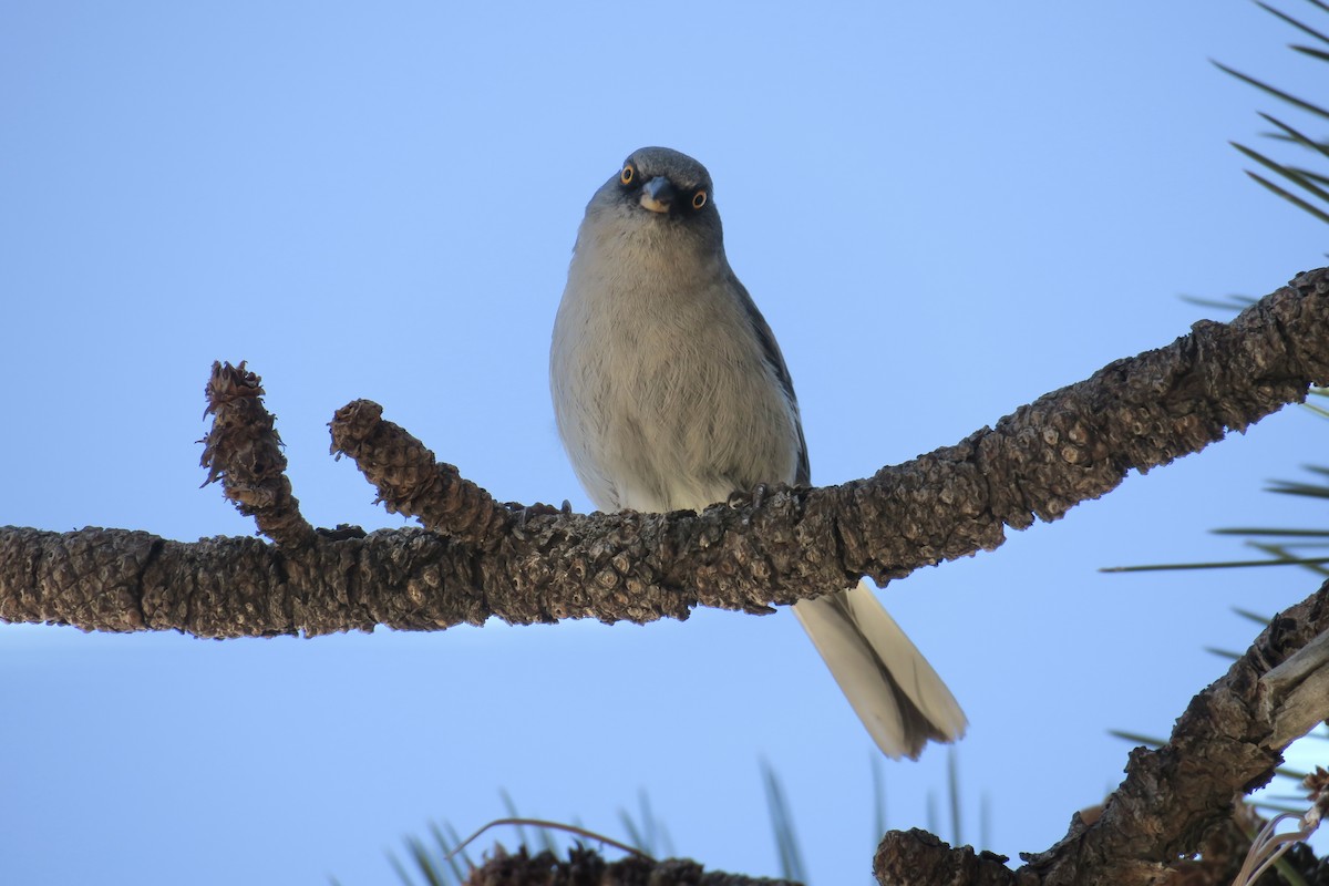 Yellow-eyed Junco - ML360269131