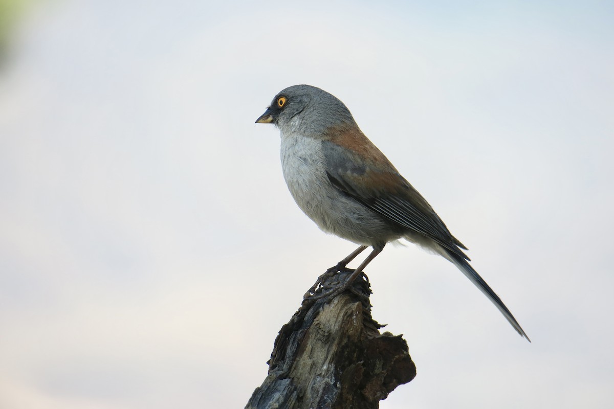 Yellow-eyed Junco - Rishi Palit