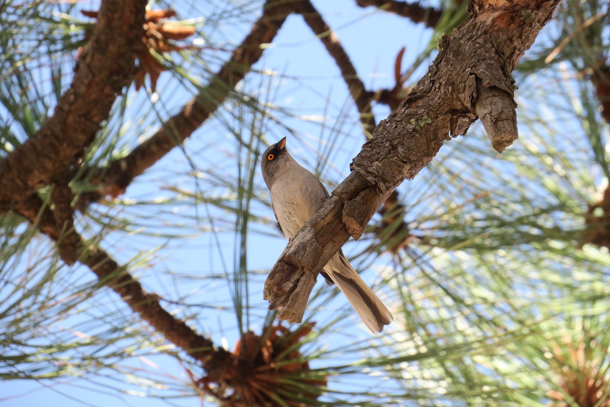 Yellow-eyed Junco - ML360269151