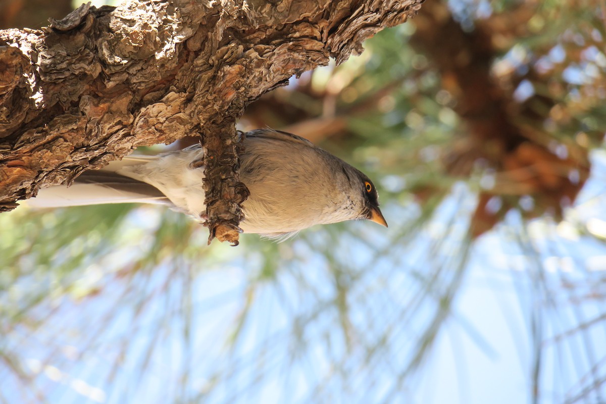 Yellow-eyed Junco - ML360269161