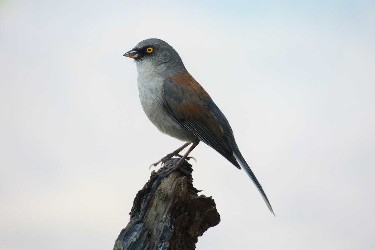 Yellow-eyed Junco - Rishi Palit