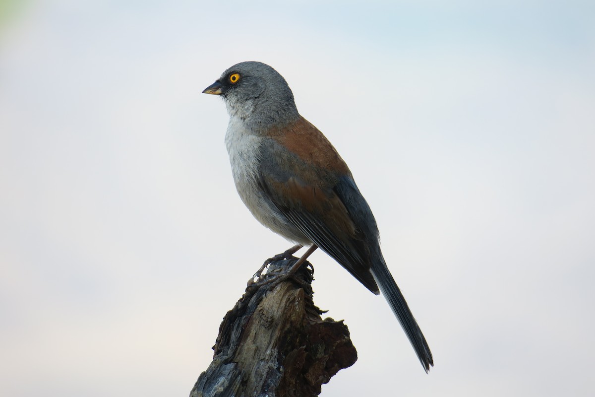 Yellow-eyed Junco - ML360269201