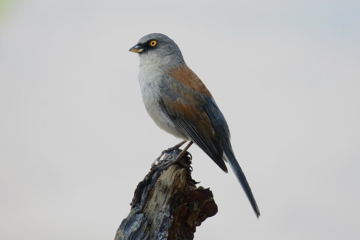 Yellow-eyed Junco - ML360269221