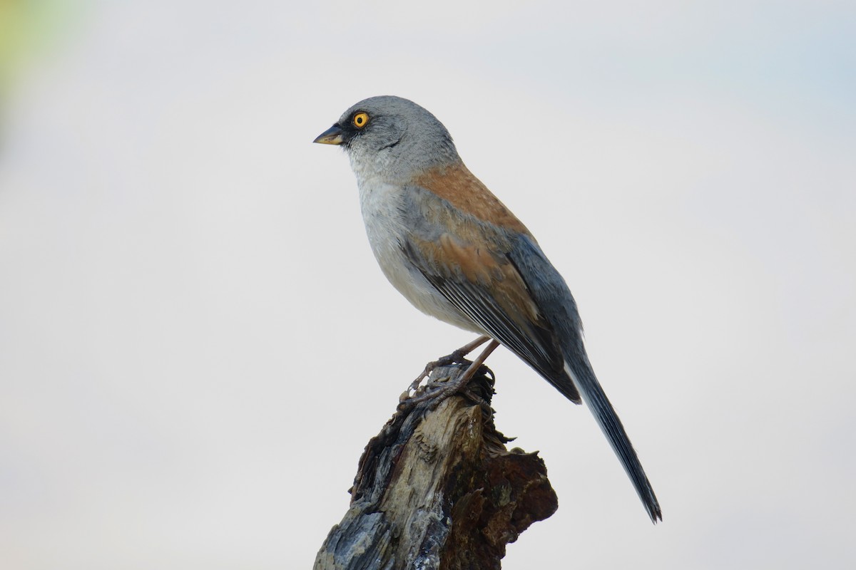 Yellow-eyed Junco - ML360269231