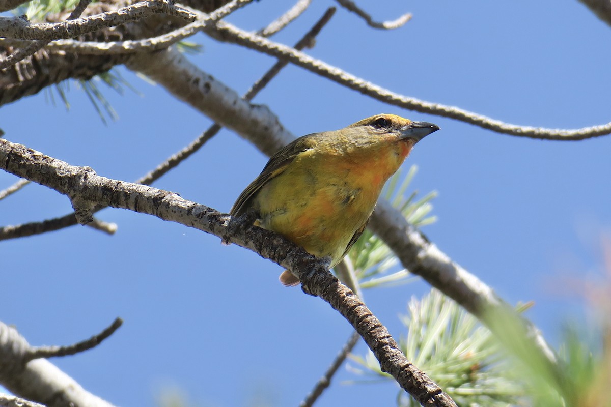 Hepatic Tanager - ML360269411