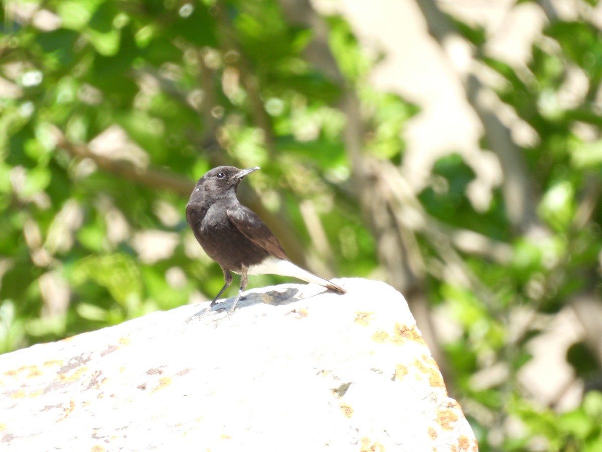 Variable Wheatear - ML360269701