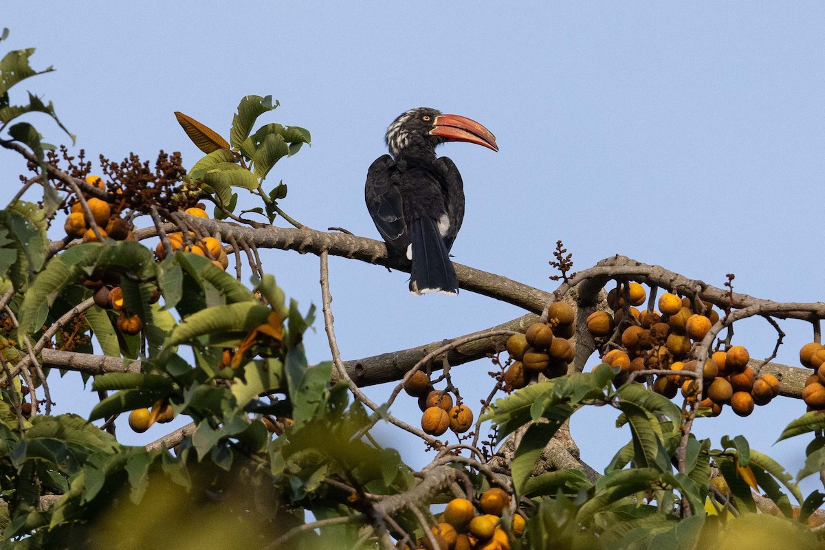 Crowned Hornbill - ML360269831