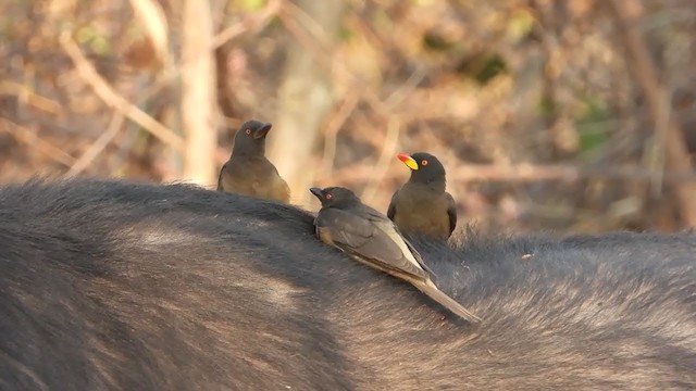 Yellow-billed Oxpecker - ML360270021