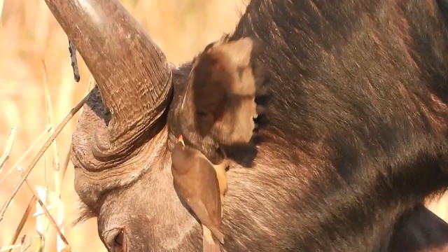 Yellow-billed Oxpecker - ML360270041