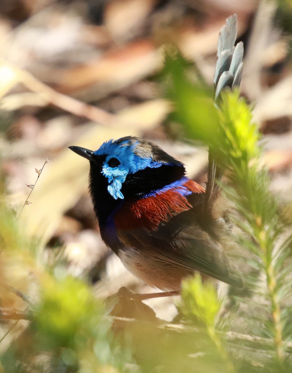 Variegated Fairywren - Martin Allen